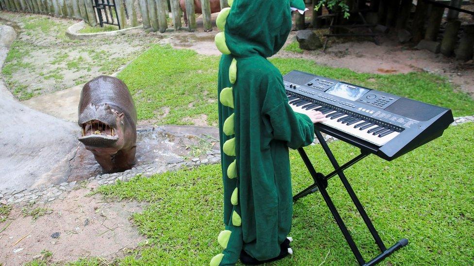 Hippo enjoying the music.