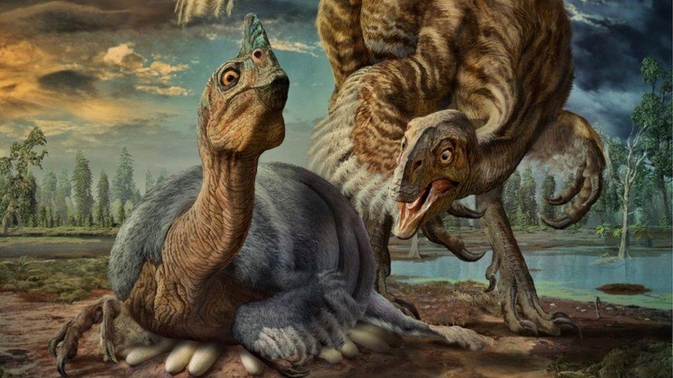 illustration issued by the University of Calgary of an artists impression of a nesting Beibeilong sinensis dinosaur incubating its eggs.