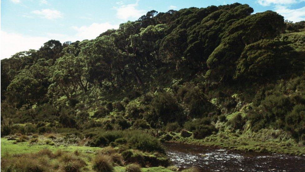 View of Aberdare National Park, Kenya.