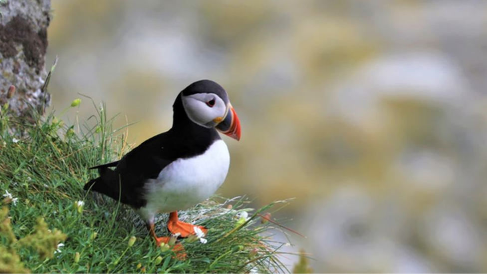 Puffin