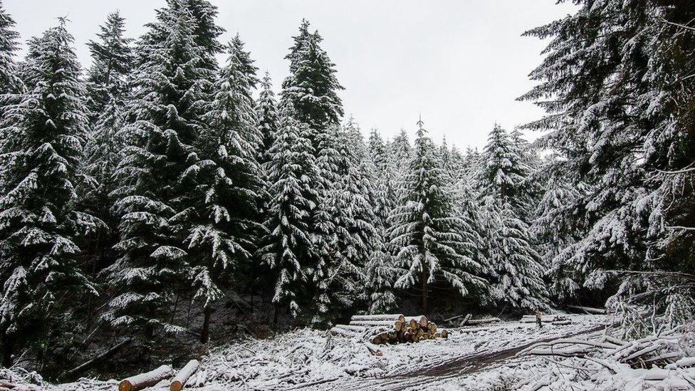 Snow on trees and logs piled up on the ground on Exmoor