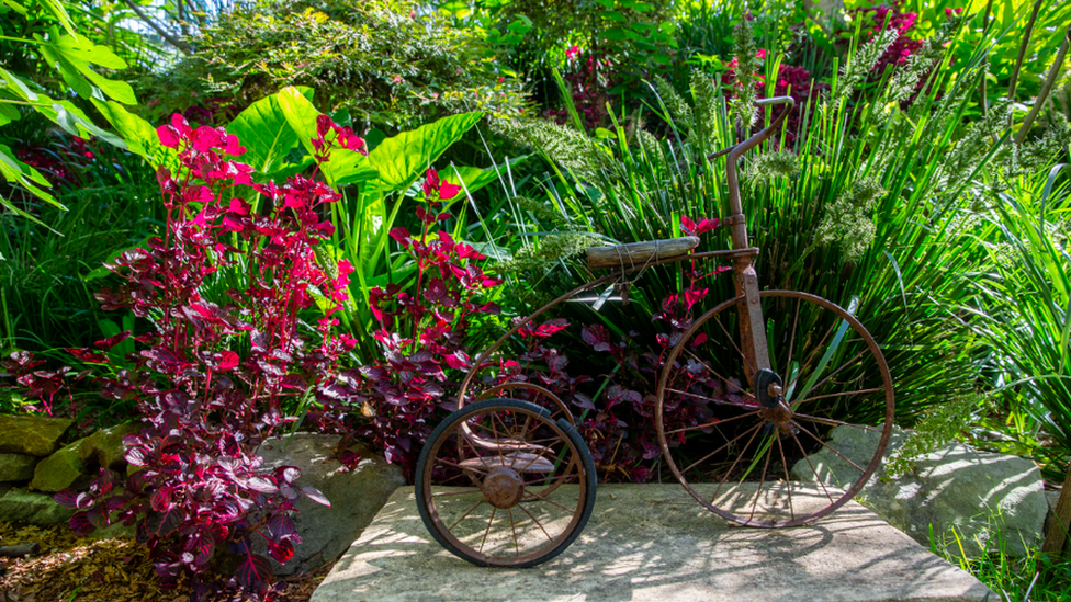 A rusted tricycle sits amongst colourful plants