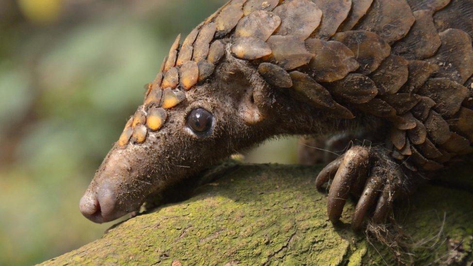 Pangolin