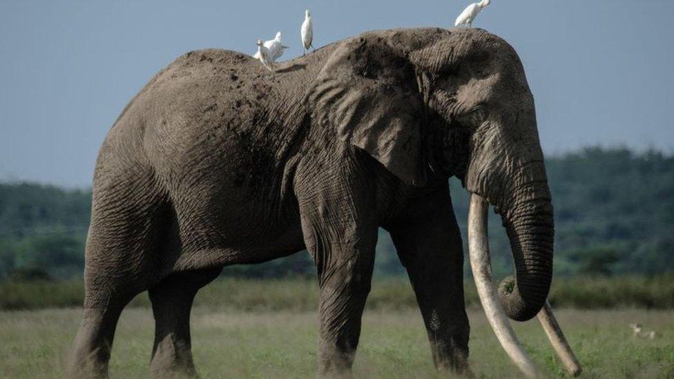 Animals including elephants are hunted for trophies to be displayed in the UK