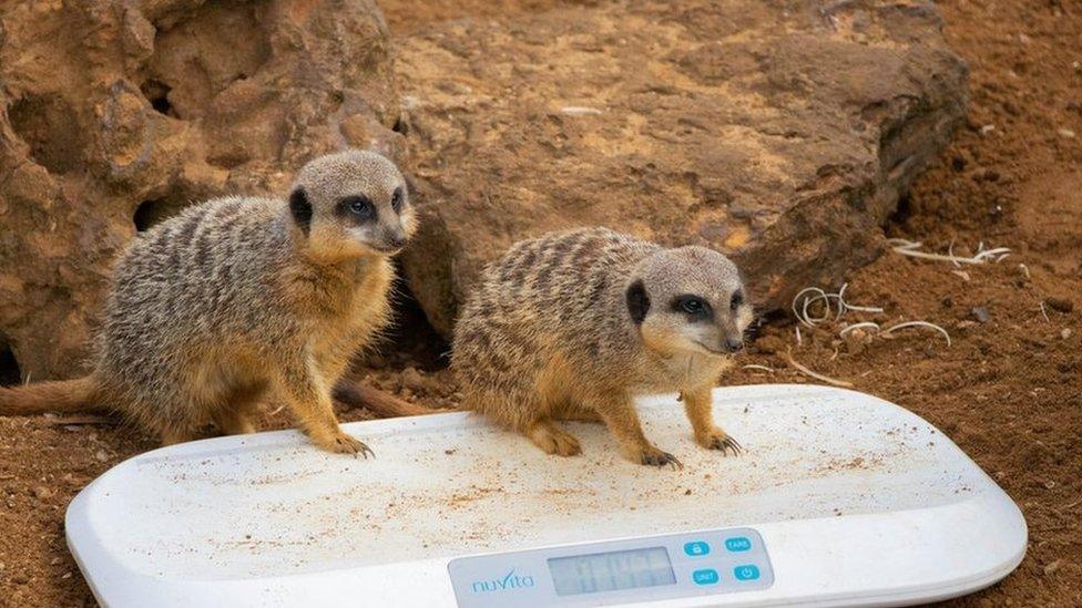 Slender-tailed meerkat (Suricata suricatta) - Bippity and Pixie