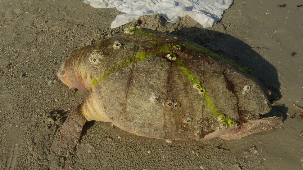 Stranded turtle on beach