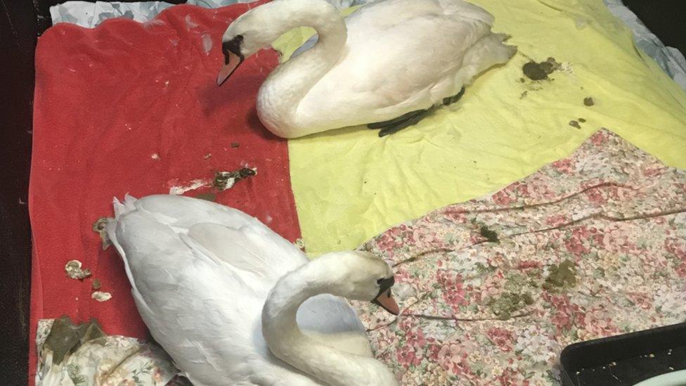 Swans affected by 'pink feather syndrome'