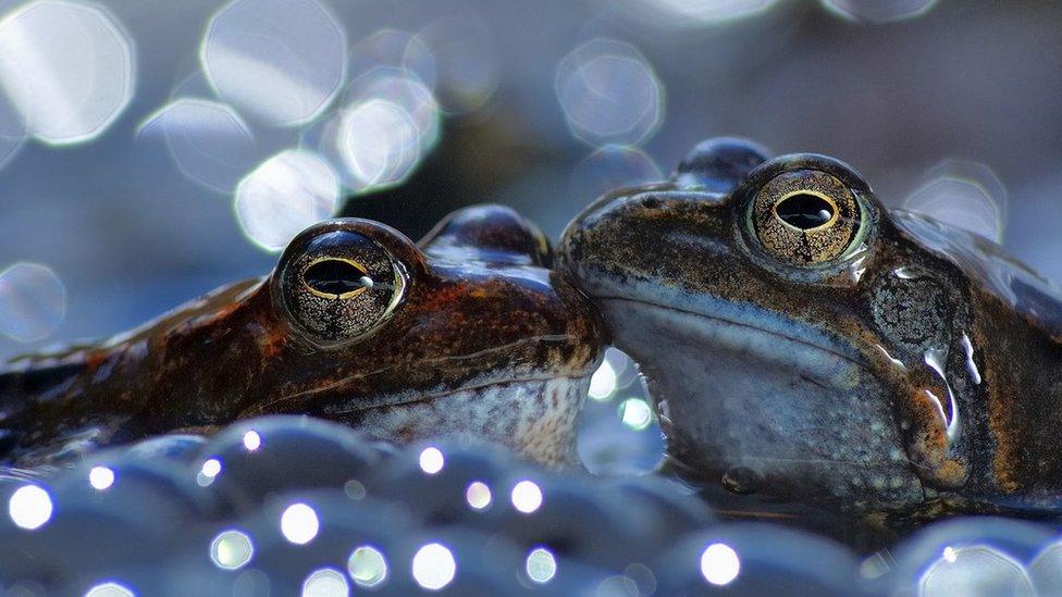 two-frogs.