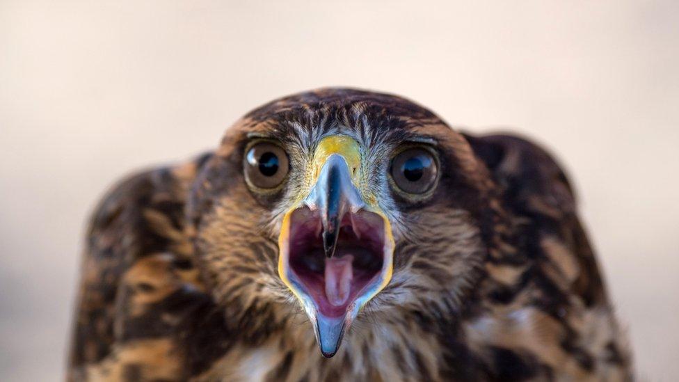 The Harris's hawk Hook