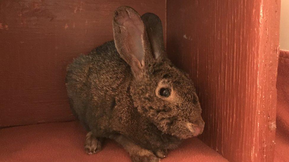 The rabbit rescued from the wildfire