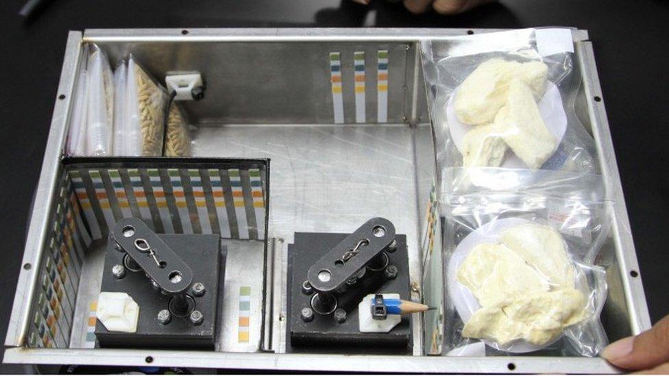 Picture by GISTDA showing the baked durians that will be sent into space