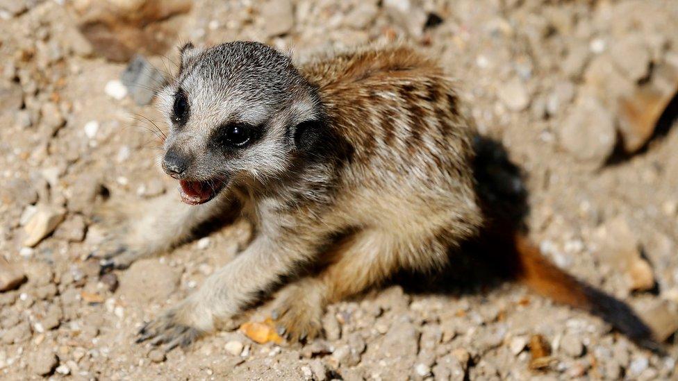 Meerkat