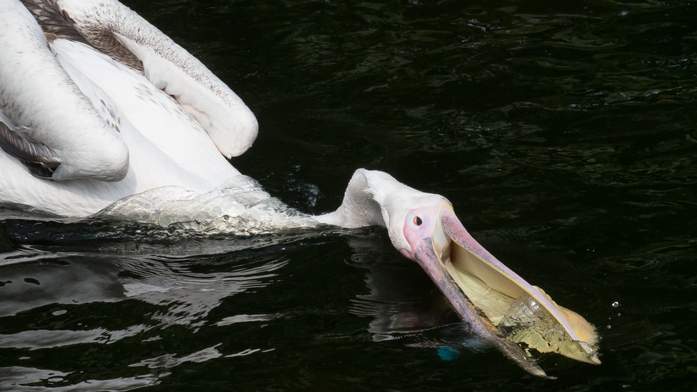 Pelican with plastic bottle