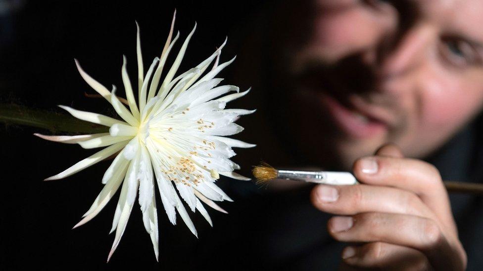 The moonflower in bloom with glasshouse supervisor Alex Summers