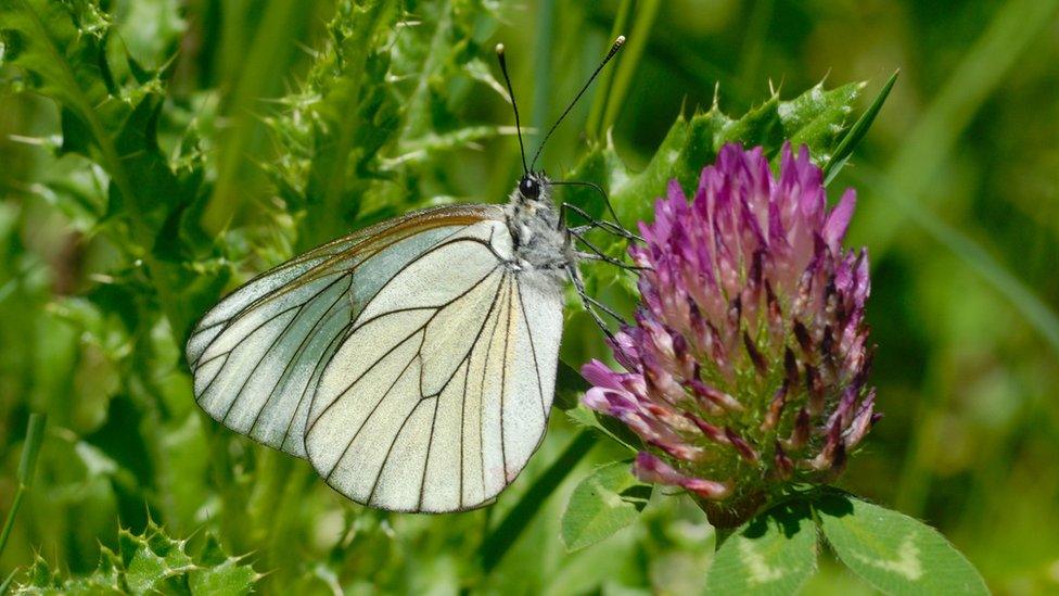 Black-veined White