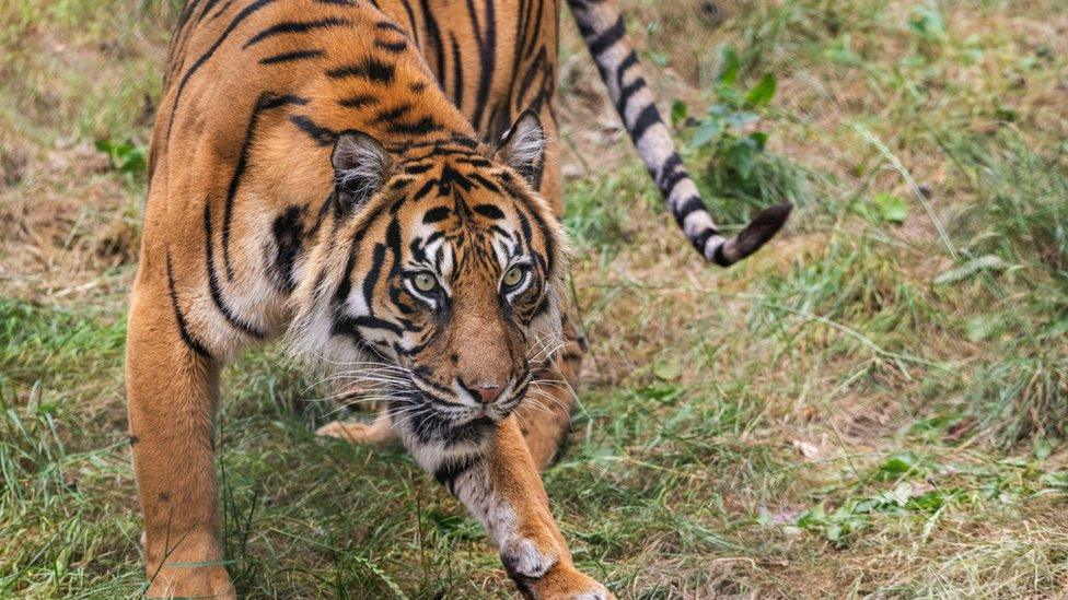 Sumatran tiger