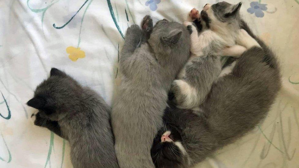 The four kittens