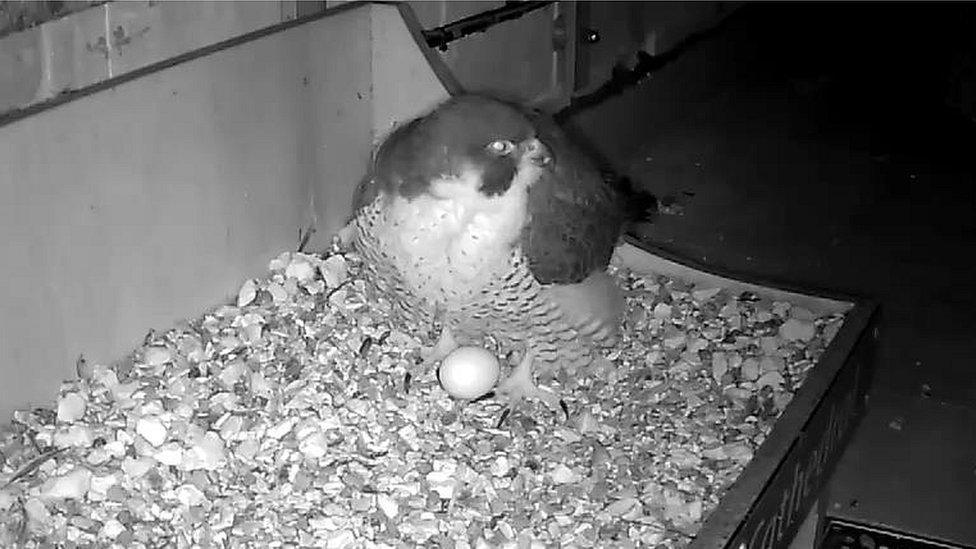 Peregrine falcon with egg