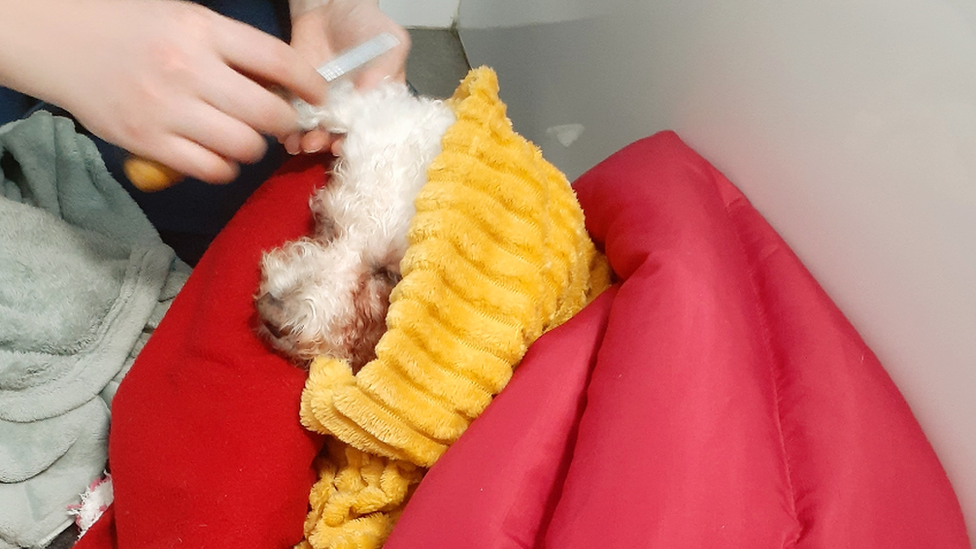 Charlie the dog wrapped in blankets after his ordeal