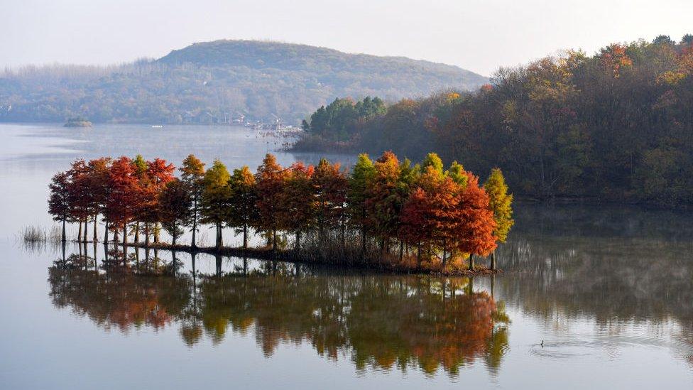 Metasequoia trees in China's Jiangsu Province