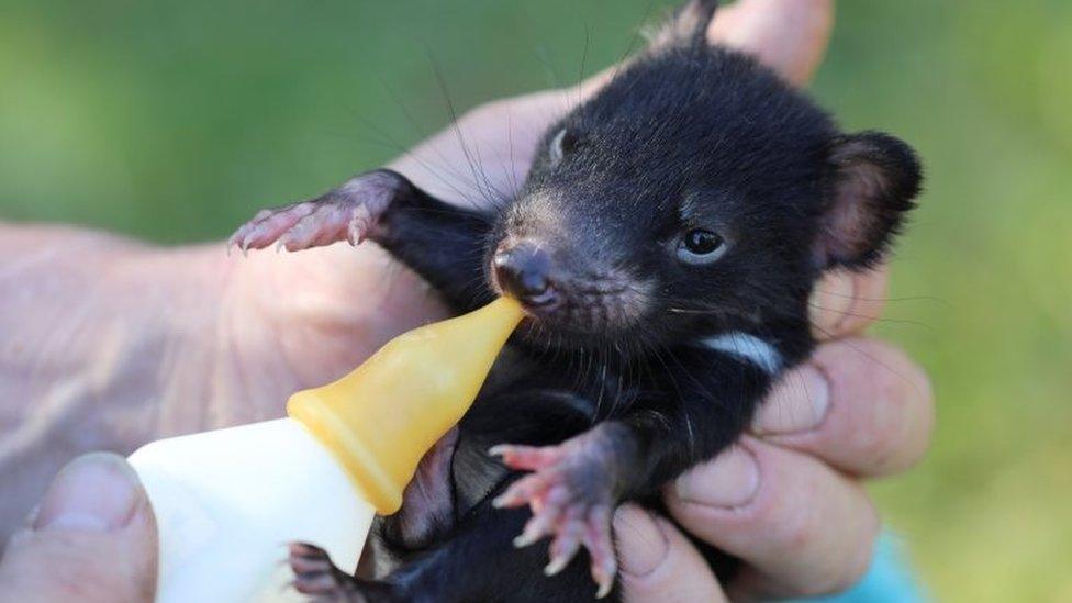 baby-tasmanian-devil.