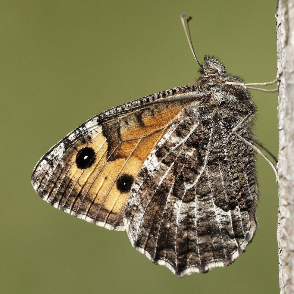 Grayling