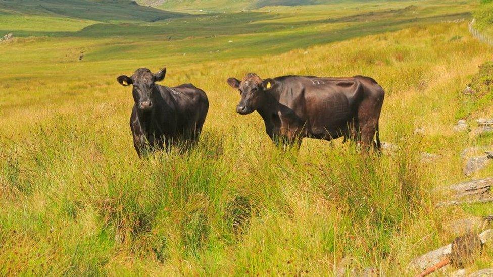 Two cows in a field