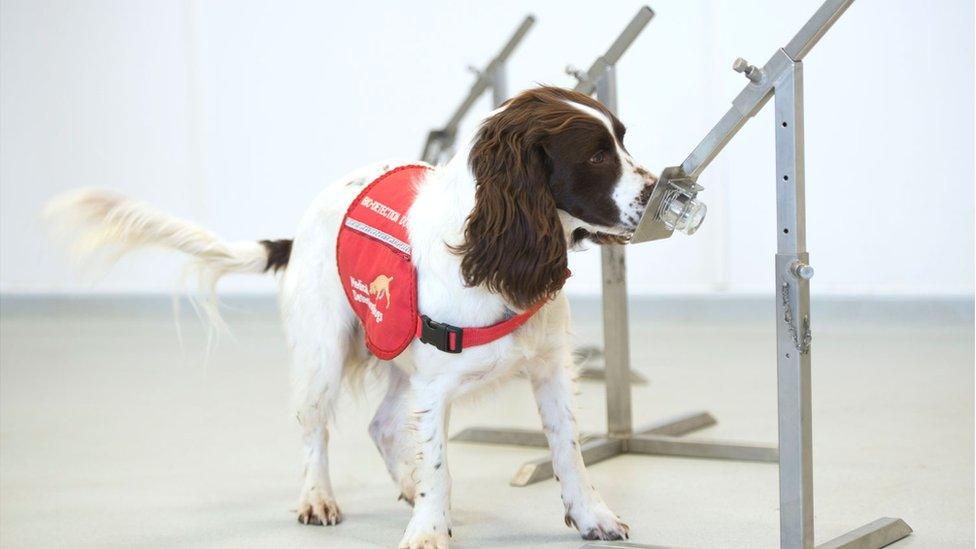 A medical detection dog