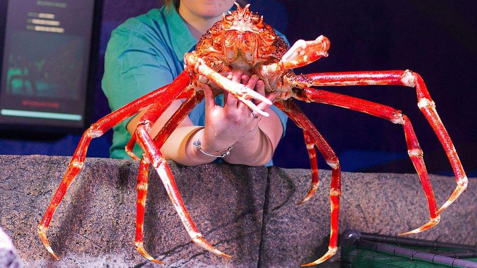 japanese-spider-crab.