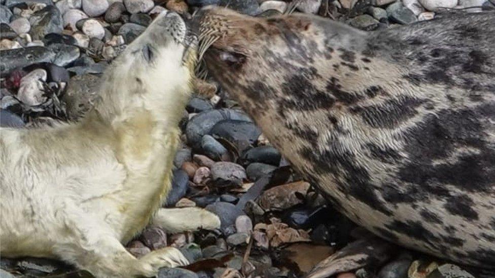 the seal and her pup