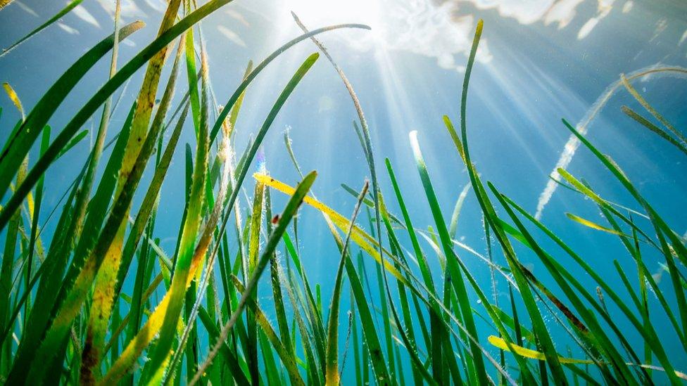 A seagrass meadow