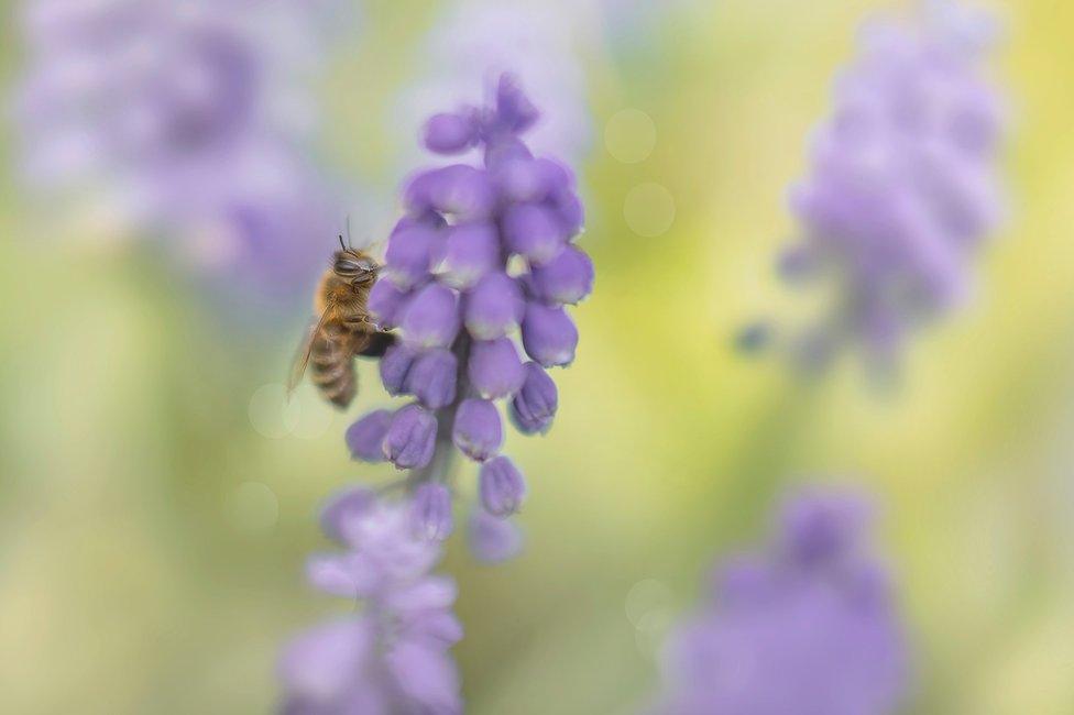 A bee on grape hyacinth