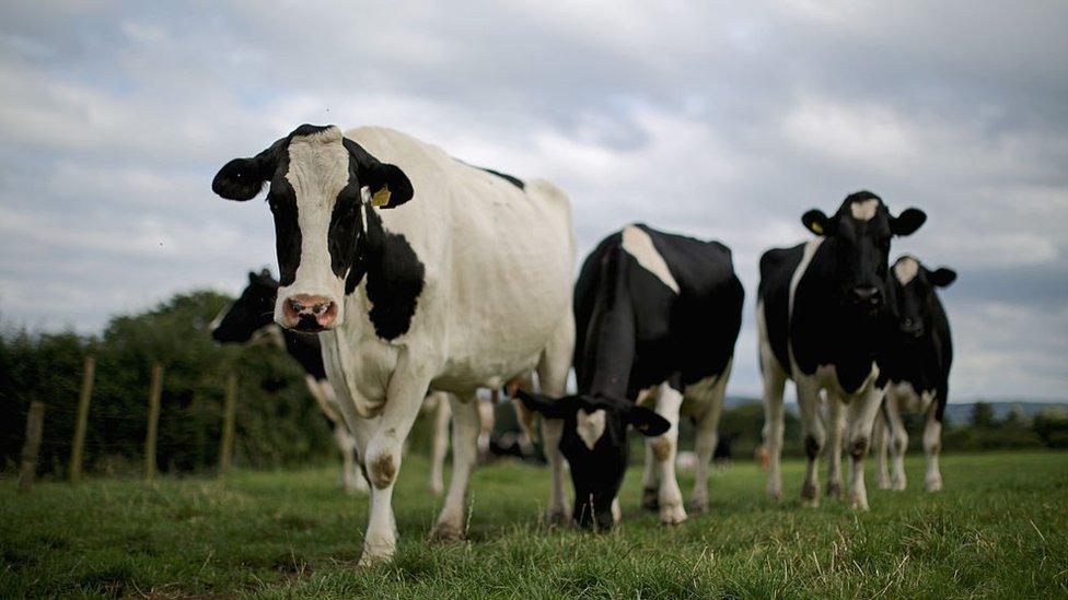 Dairy cows walking to be milked