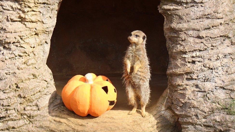 meerkat-next-to-paper-pumpkin.