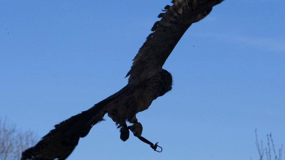 Eagle owl