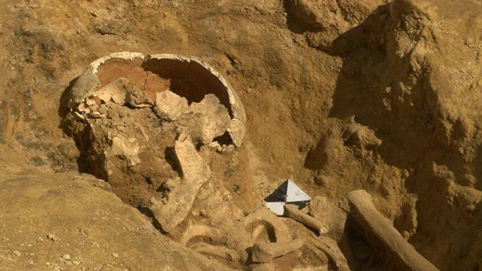 Skeleton skull