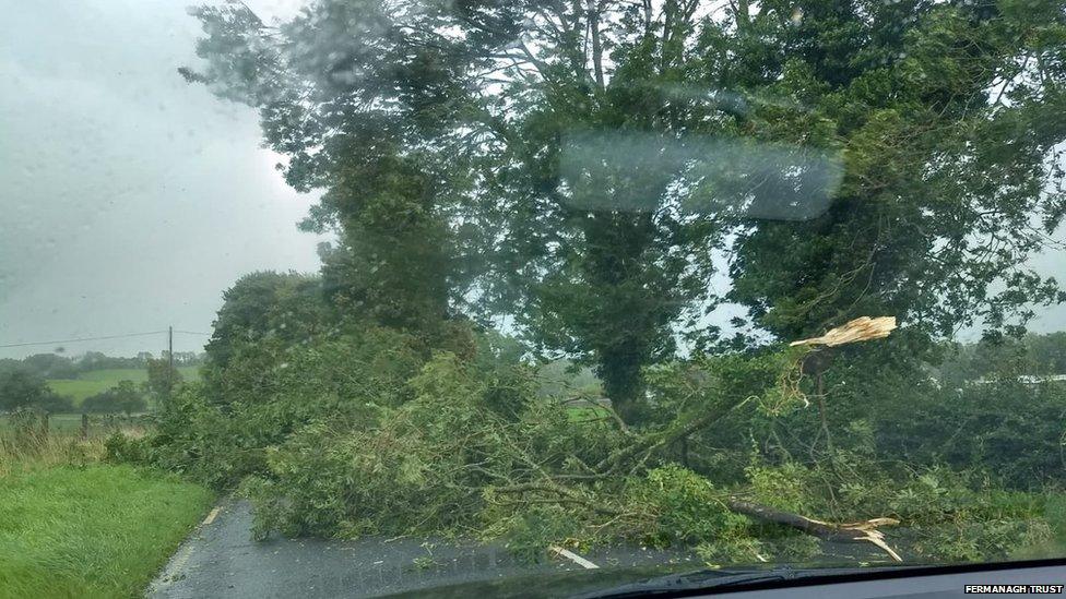 Tree blocking road