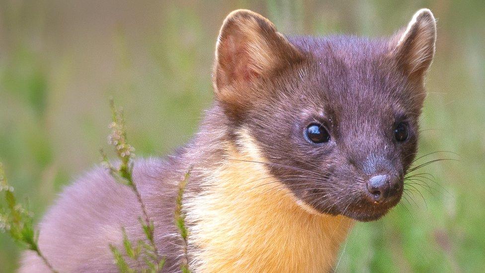 Pine marten