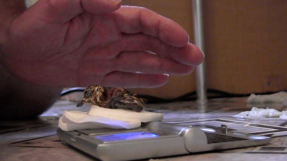 A rescued chick, hatched in Russia, is weighed and checked by the WWT team (c) WWT