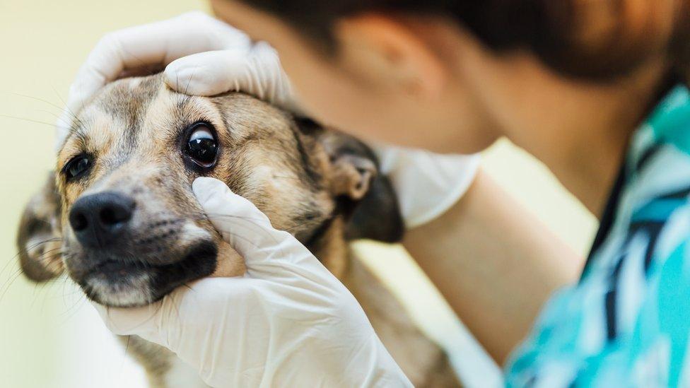 A vet looking after a dog