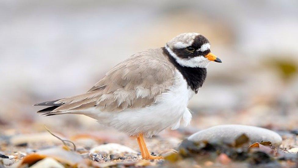 Ringed plover