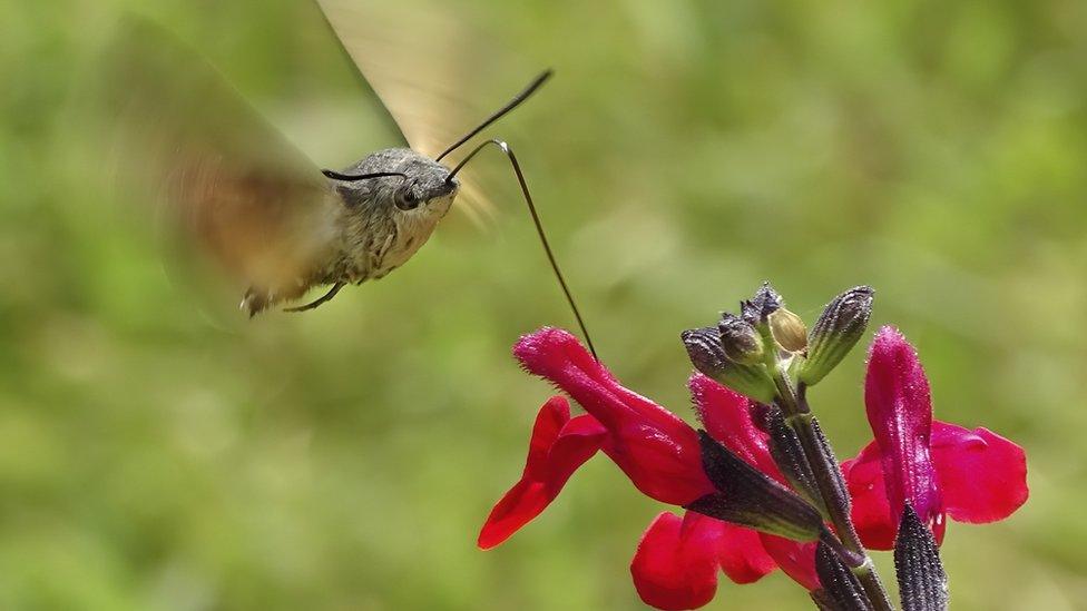 hummingbird-hawkmoth.