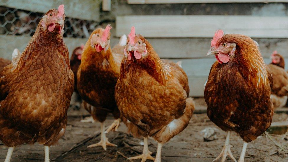 Chickens on a poultry farm