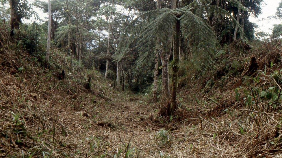 A valley in the forest which could have been a road or a canal