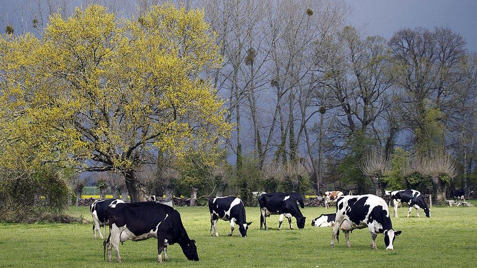 Cows grazing in a field