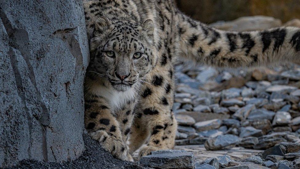 snow leopard