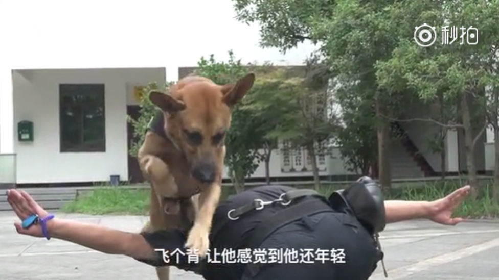 German Shephard "Little Dragon" jumping over Mr Bai's back