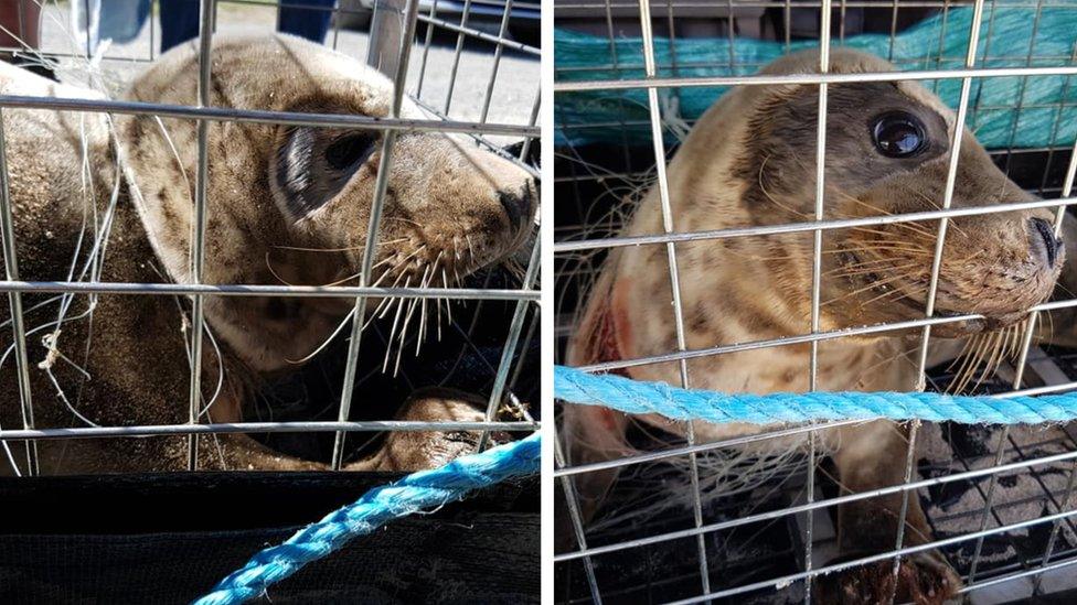 Seal in rescue cage with