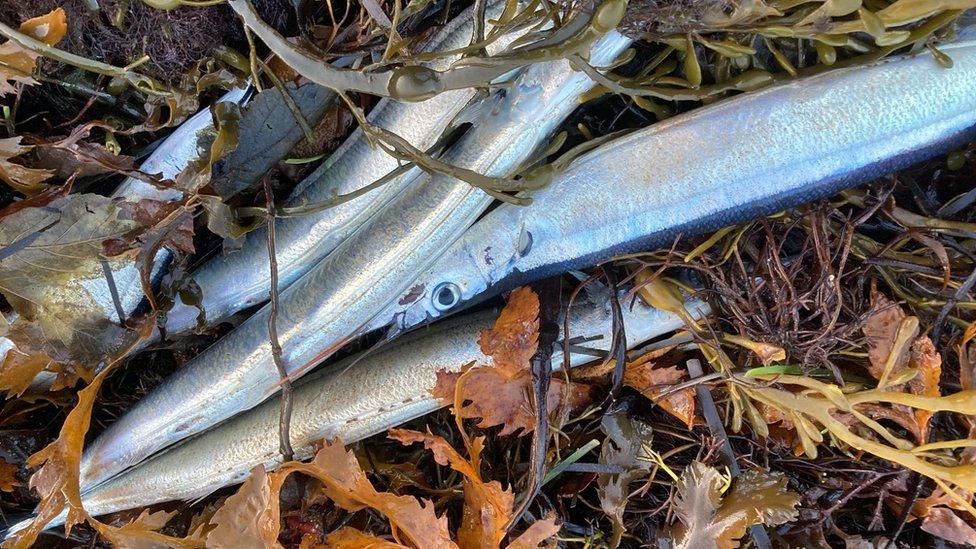 Clump of dead fish on seaweed