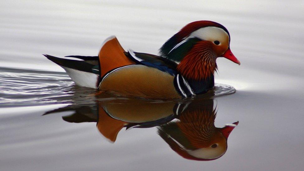 Mandarin duck at Llangorse Lake in the Brecon Beacons